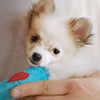 Specialized veterinary care